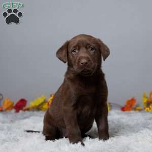 Crystal, Chocolate Labrador Retriever Puppy